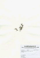 網狀球枝藻藏品圖，第2張